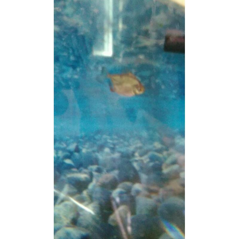 Tropical fish