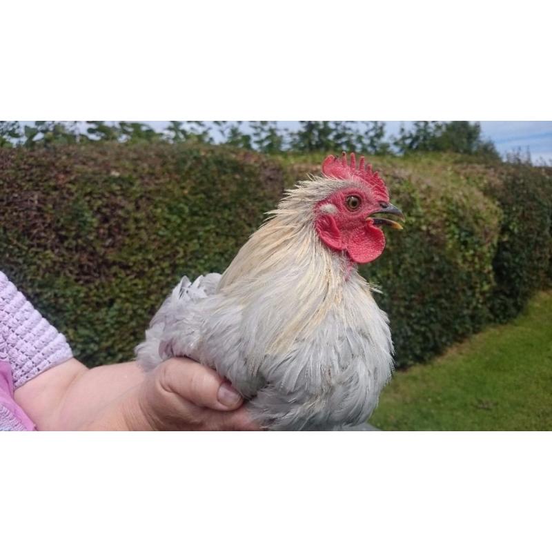 Pekin Lavender Cockerel
