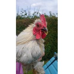 Pekin Lavender Cockerel