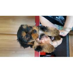 Miniature yorkies