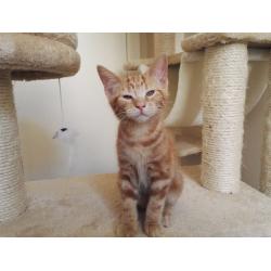 three funny kittens