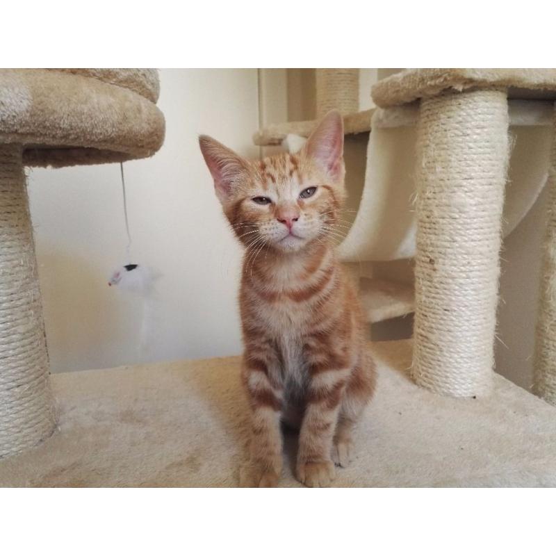 three funny kittens