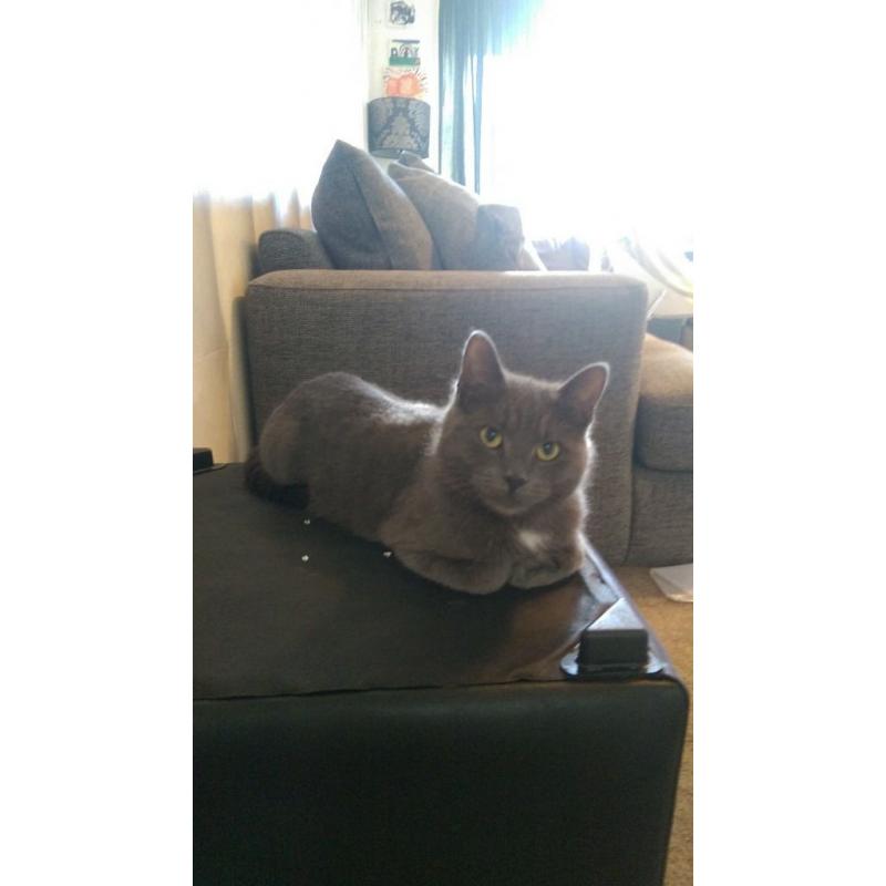 Lucy are grey cat needs a new home.