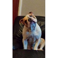 ****male bulldog ****