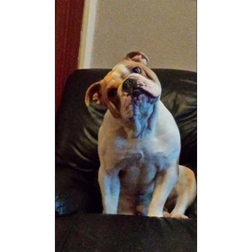 ****male bulldog ****