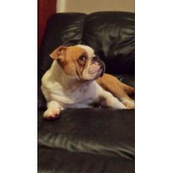 ****male bulldog ****