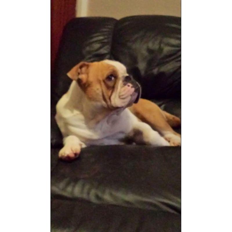 ****male bulldog ****