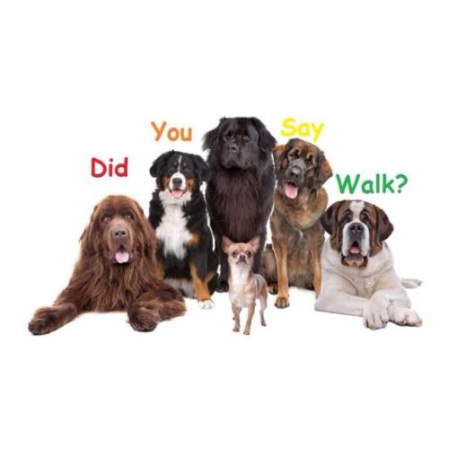 Dog walking service