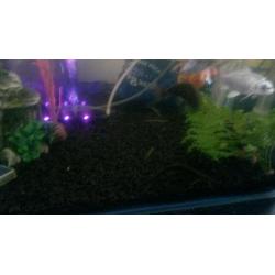 3 ft tank plus fish