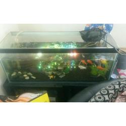 3 ft tank plus fish