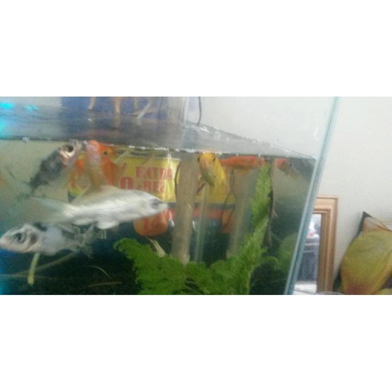 3 ft tank plus fish