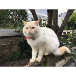 Beautiful Male Ragdoll Cat
