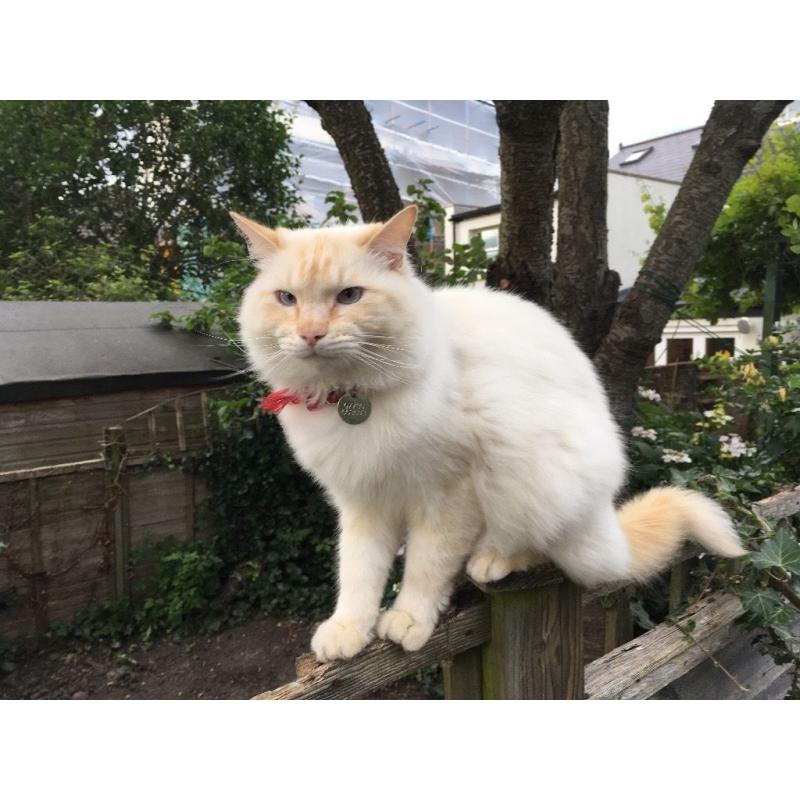 Beautiful Male Ragdoll Cat