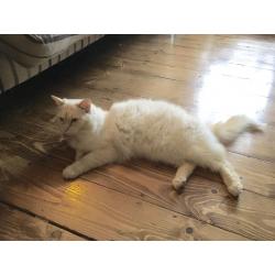 Beautiful Male Ragdoll Cat