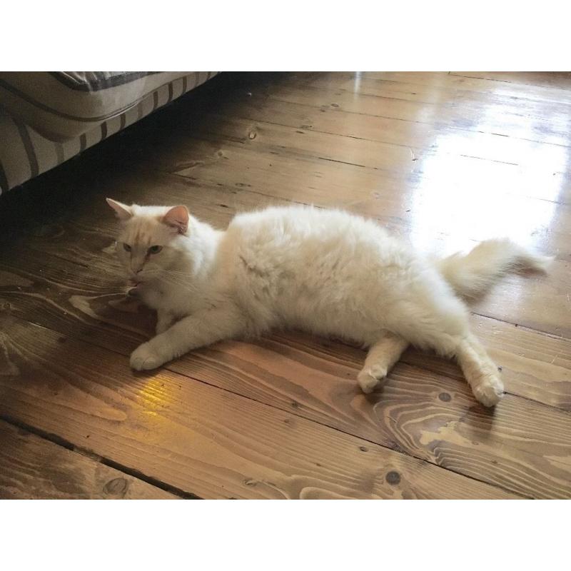 Beautiful Male Ragdoll Cat