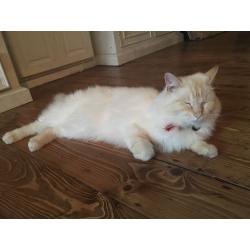 Beautiful Male Ragdoll Cat
