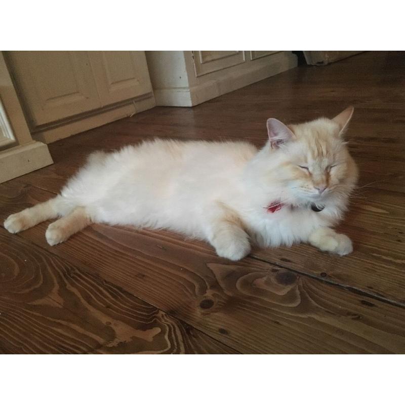 Beautiful Male Ragdoll Cat