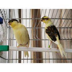 Canaries for sale