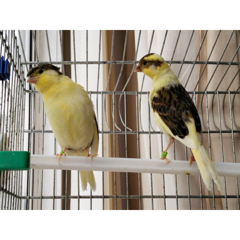 Canaries for sale