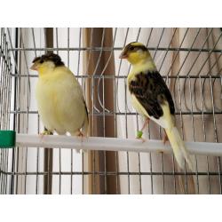 Canaries for sale