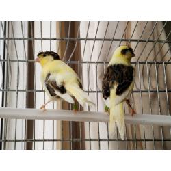 Canaries for sale