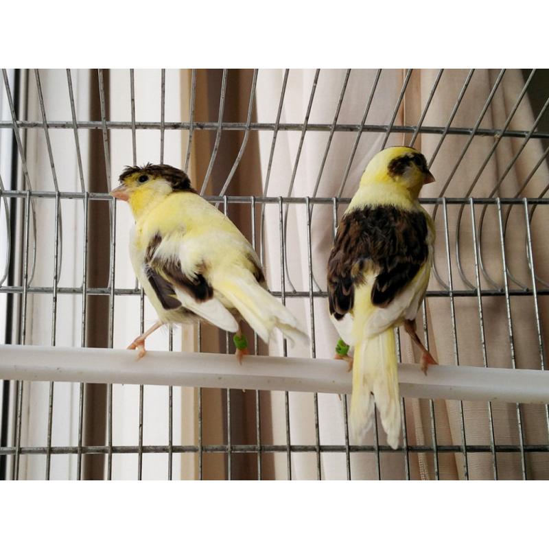 Canaries for sale