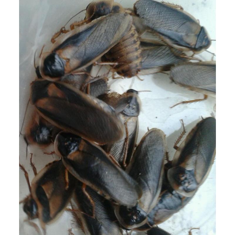 Dubia roach colony