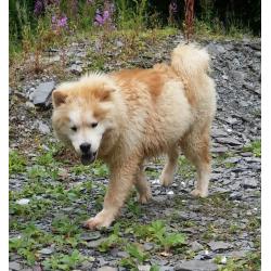 Chow Chow Male