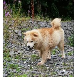 Chow Chow Male