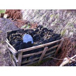 Ballachulish Slates for Sale.