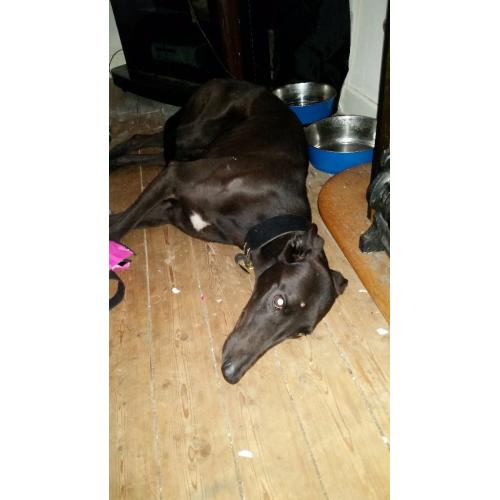 Frendly grayhound