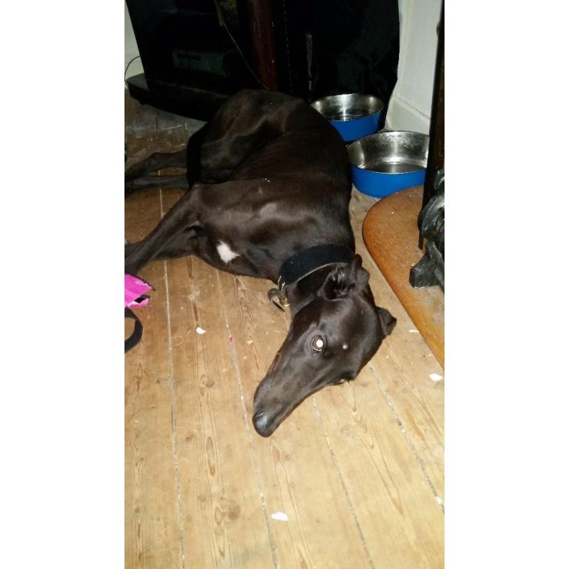 Frendly grayhound