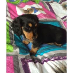 Miniature dachshund puppies
