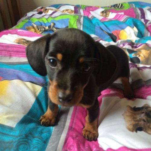 Miniature dachshund puppies