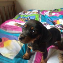 Miniature dachshund puppies