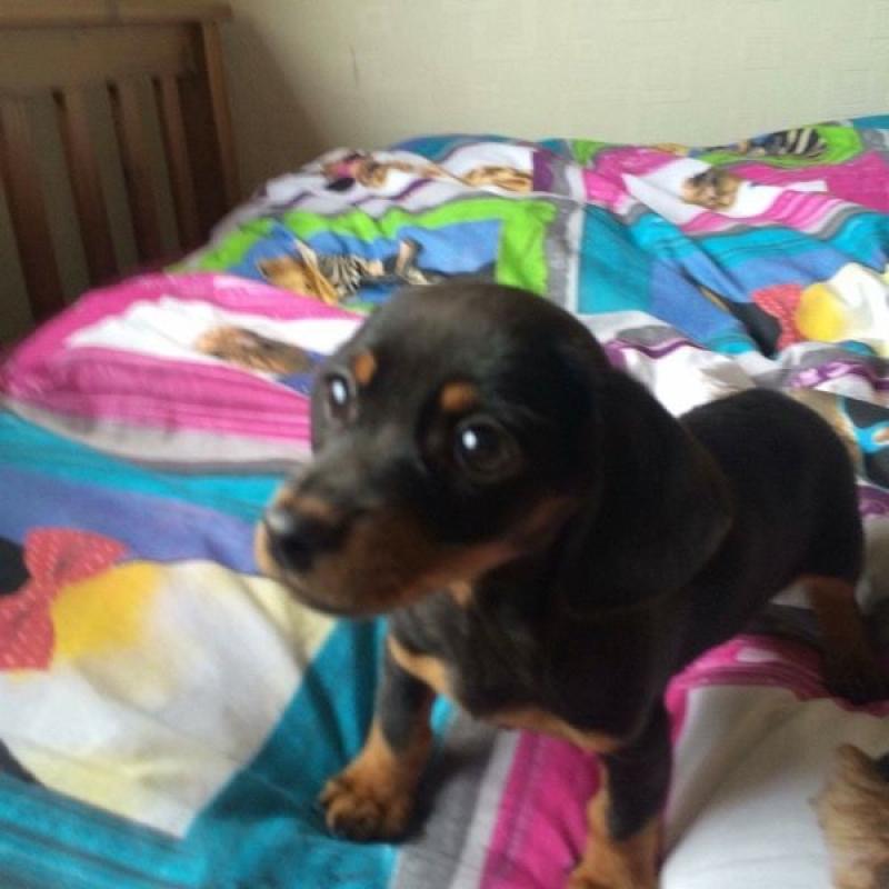 Miniature dachshund puppies