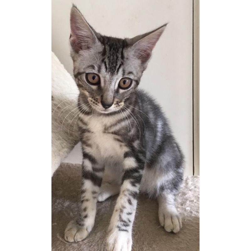 Beautiful full Bengal silver boy