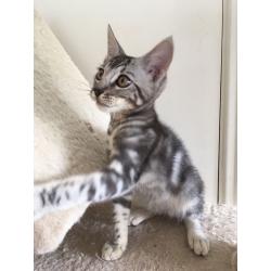 Beautiful full Bengal silver boy
