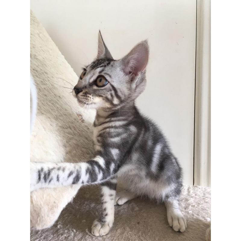Beautiful full Bengal silver boy
