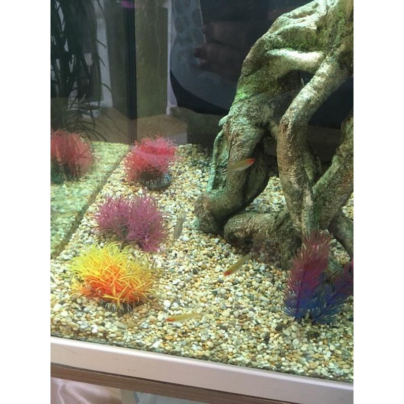 Fish tank!