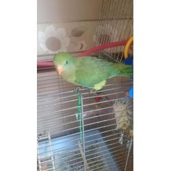 Hand reared barradand for sale