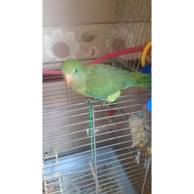 Hand reared barradand for sale