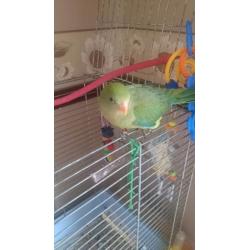 Hand reared barradand for sale