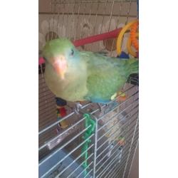 Hand reared barradand for sale