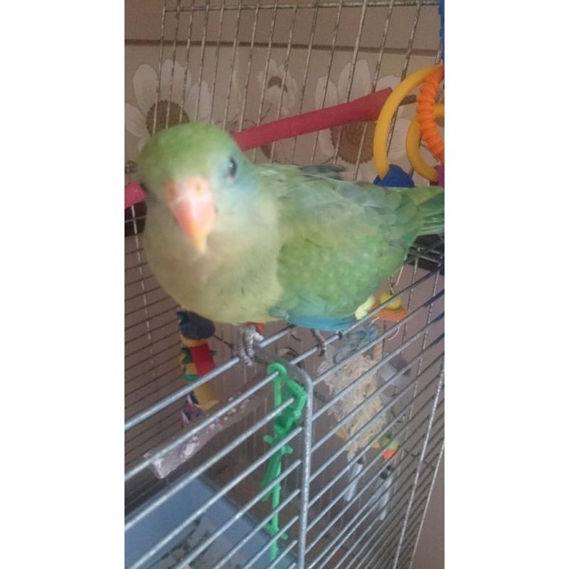 Hand reared barradand for sale