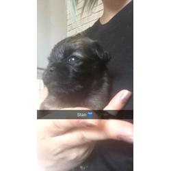 Chug puppies