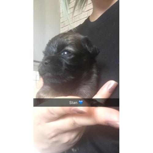 Chug puppies