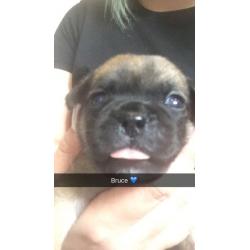 Chug puppies