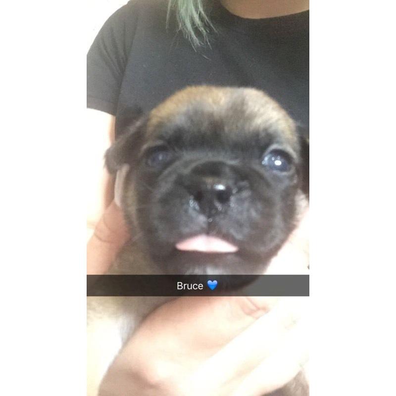 Chug puppies