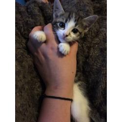 Kitten